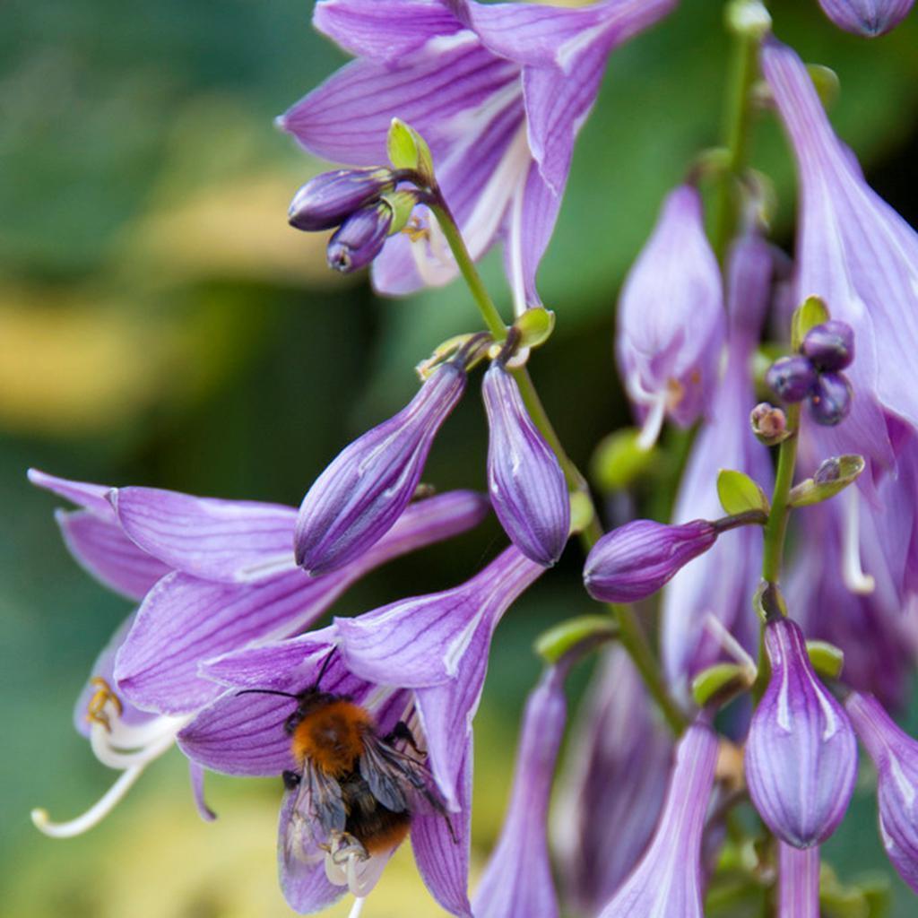 HOSTA~GOLDEN TIARA~PERENNIAL SHADE PLANT FAIRY GARDEN FLOWER HUMMINGBIRD LILY!!!
