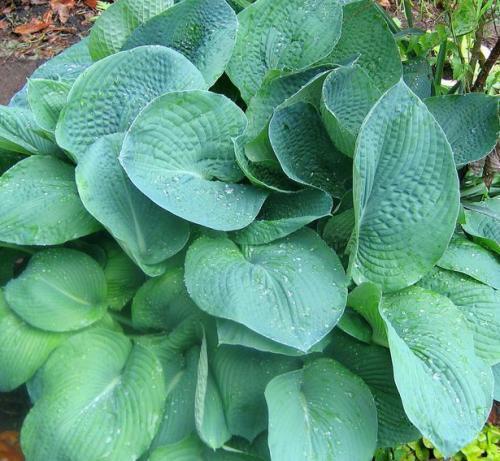 HOSTA 'BLUE GIANT' HARDY PERENNIAL SHADE PLANT ATTRACTIVE FOLIAGE PLANTAIN LILY