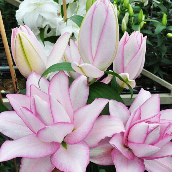ANOUSKA ROSE LILY FLOWER BULBS HARDY 2 FEET TALL FRAGRANT BLOOMS DOUBLE ORIENTAL