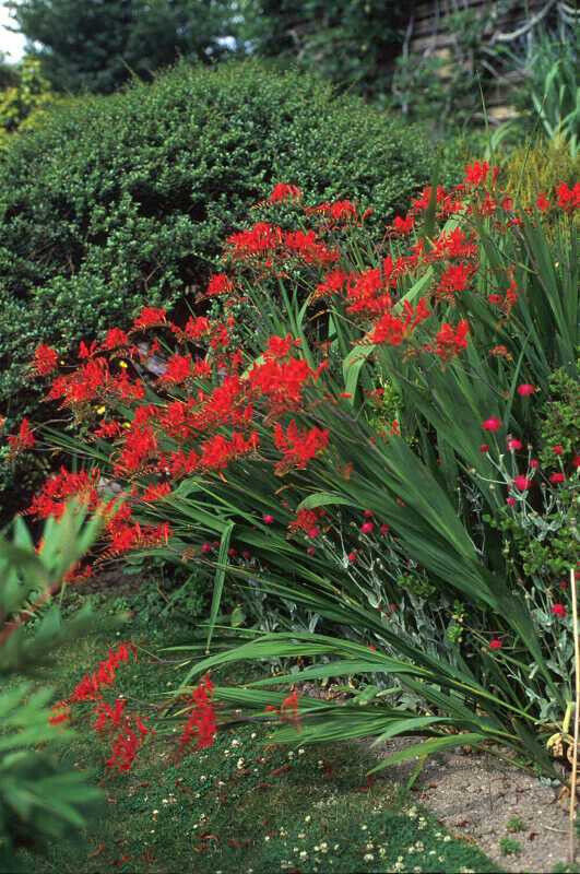 CROCOSMIA~LUCIFER~FLOWER BULBS~HARDY PERENNIAL~ATTRACT HUMMINGBIRDS~SUMMER BLOOM