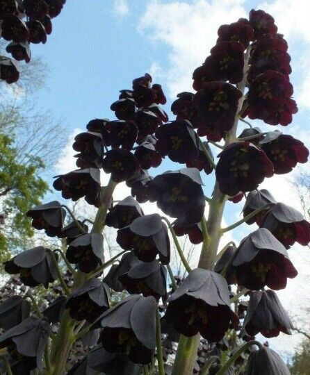FRITILLARIA PERSICA~PERSIAN LILY~LRG FLOWER BULB UNIQUE TALL BLACK SPRING BLOOMS
