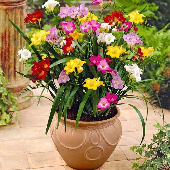 FREESIA~DOUBLE MIXTURE~FLOWER BULBS~DELIGHTFUL FRAGRANCE