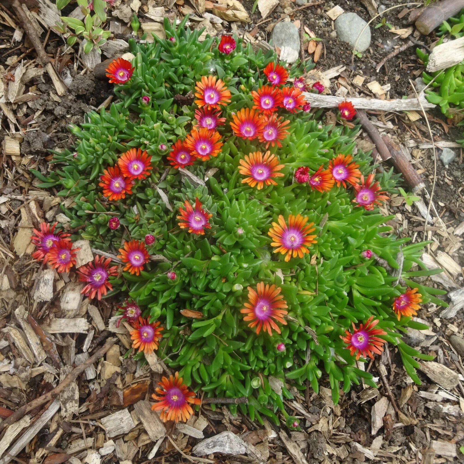 DELOSPERMA~FIRE SPINNER~ICE PLANT HARDY SUCCULENT MAT GROUND COVER PERENNIAL!!!