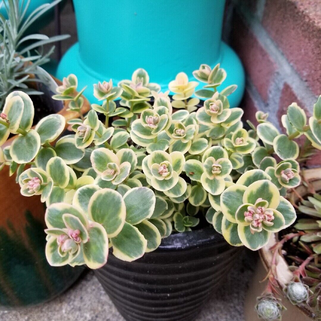 SEDUM SUNSPARKLER 'LIME TWISTER' STONECROP PLANT SUCCULENT GARDEN SUMMER BLOOMS!