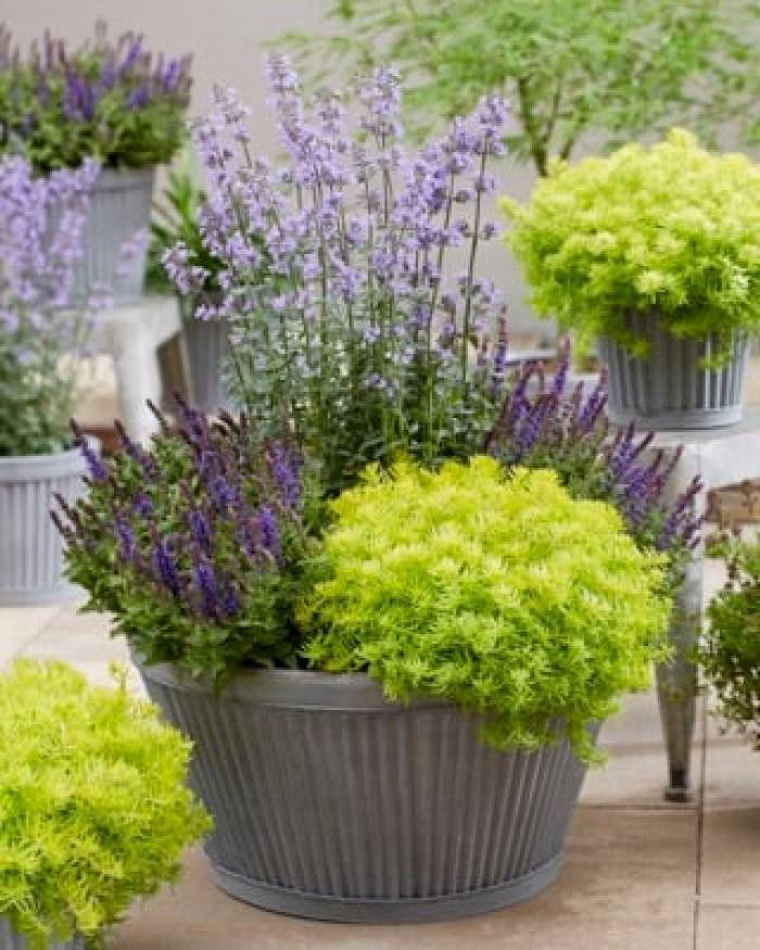 SEDUM SUNSPARKLER~ANGELINA'S TEACUP~STONECROP PLANT SUCCULENT MAT GROUND COVER!!