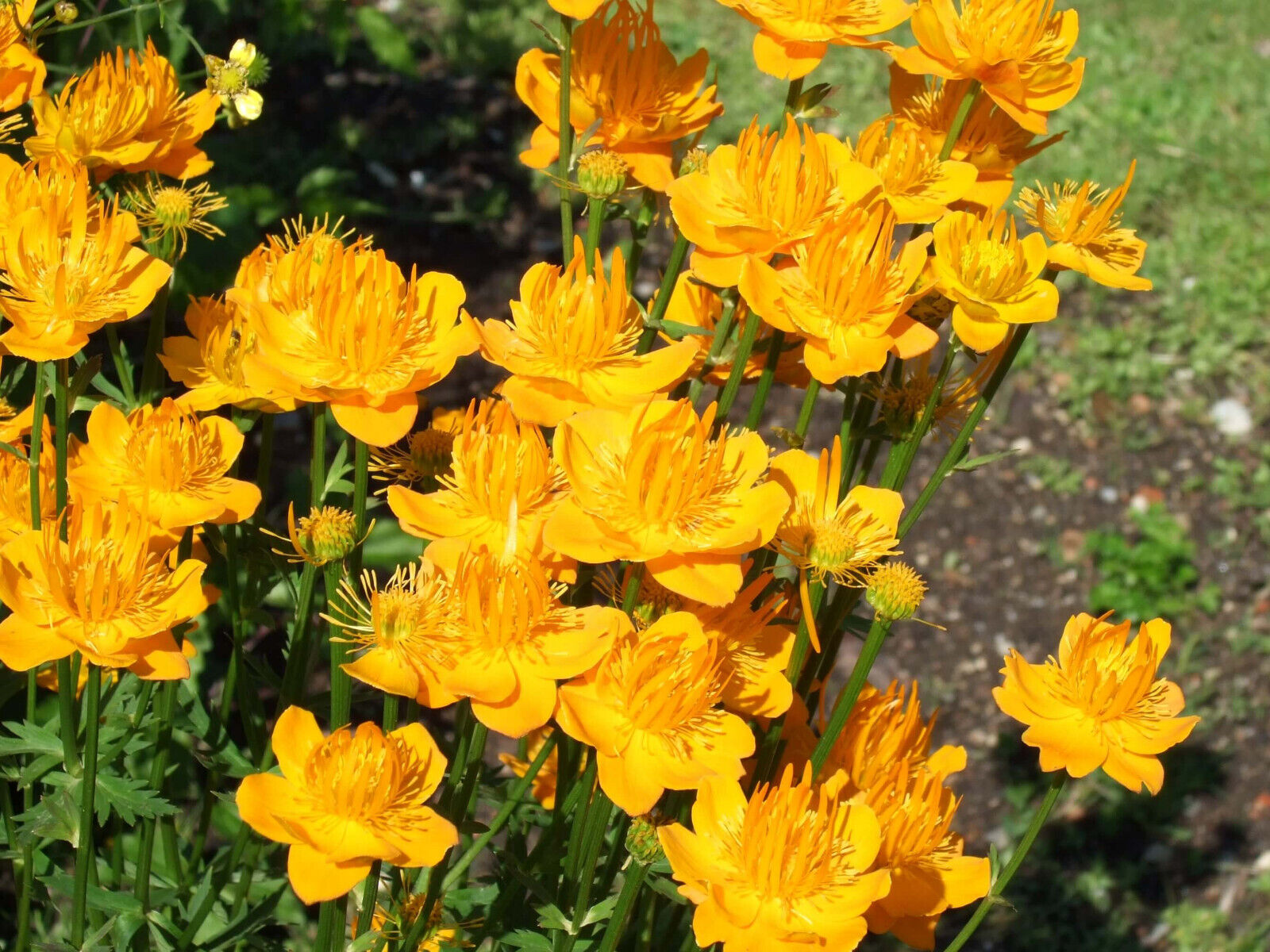 TROLLIUS CHINENSIS~GOLDEN QUEEN~GLOBEFLOWER PLANT HARDY PERENNIAL SHOWY FLOWERS!