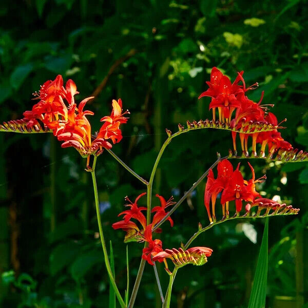 PICK YOUR DRAGON FLOWER - Choose From (7) Different Types of Crocosmia Bulbs!!!