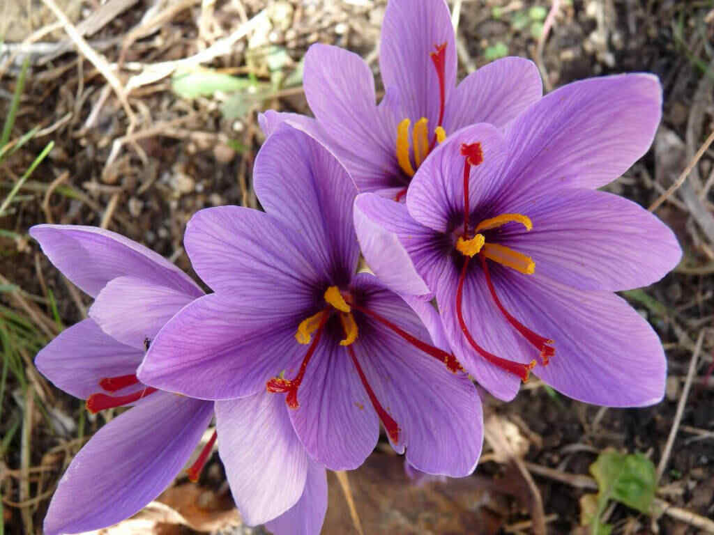 Crocus sativus flower bulbs SAFFRON CROCUS Grow your own King's Spice Fall Bloom