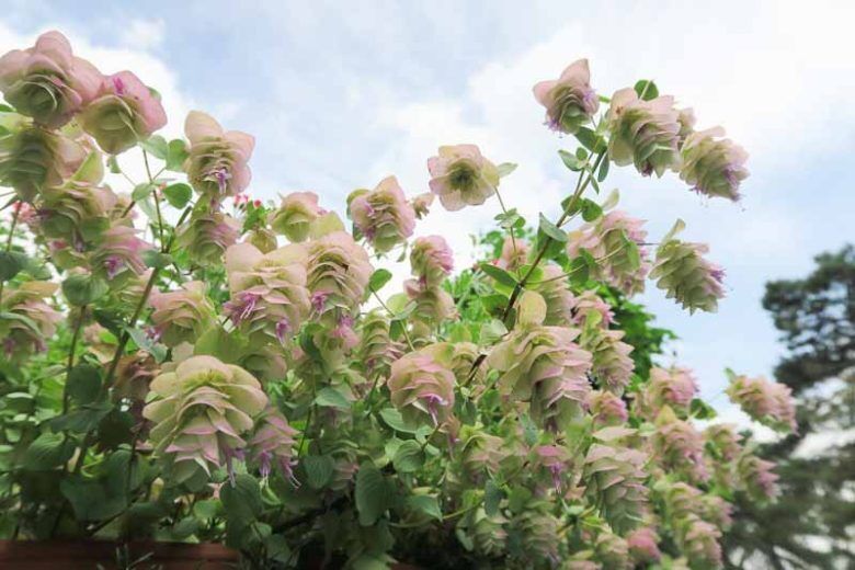 ORIGANUM ROTUNDIFOLIUM~KENT BEAUTY~ORNAMENTAL OREGANO PLANT HARDY PERENNIAL HERB