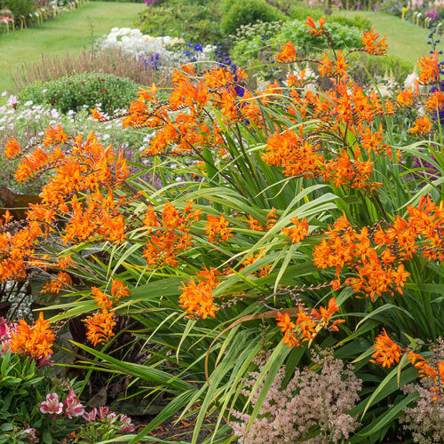 PICK YOUR DRAGON FLOWER - Choose From (7) Different Types of Crocosmia Bulbs!!!