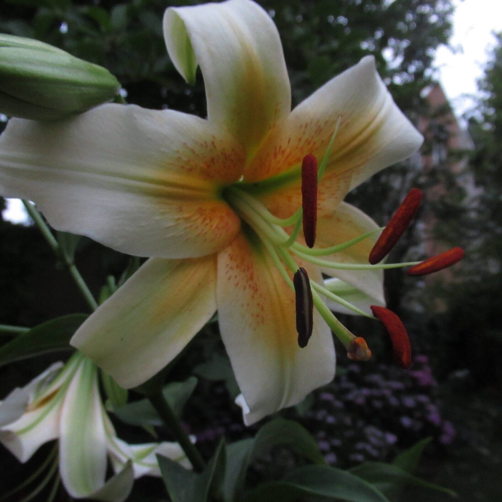 MISTER PISTACHE TREE LILY FLOWER BULBS HARDY GROWS 3-4FT.TALL FRAGRANT BLOOMS!!!