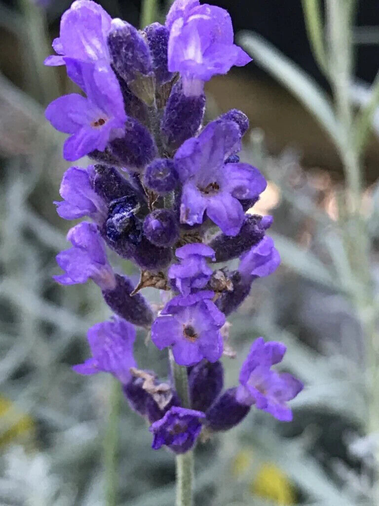 LAVANDULA ANGUSTIFOLIA~IMPERIAL GEM~LAVENDER PLANT LIVE HARDY PERENNIAL HERB