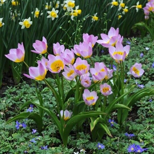LILAC WONDER~TULIP BULBS~TRUE HARDY PERENNIAL PLANTS PLANT NOW FOR SPRING FLOWER