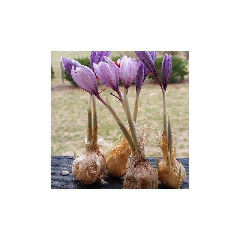 Crocus sativus flower bulbs SAFFRON CROCUS Grow your own King's Spice Fall Bloom