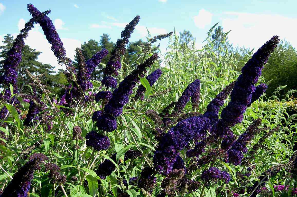 BUDDLEIA 'BLACK KNIGHT' BUTTERFLY BUSH HARDY PERENNIAL PLANT GROWS 6-8 FEET TALL