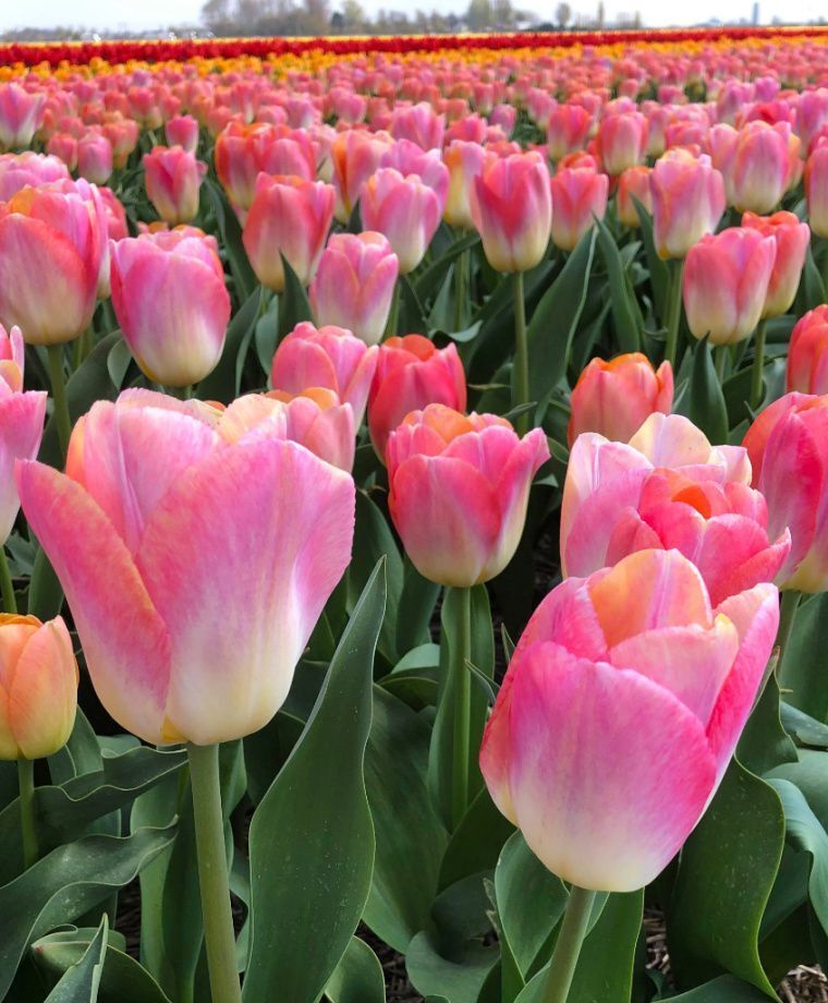 PINK JAPANESE TULIP~KUNYUN~FLOWER BULBS~GIANT DARWIN HYBRID~MID-APRIL/MAY BLOOM