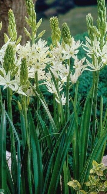 CAMASSIA LEICHTLINII 'ALBA' UNIQUE FLOWER BULBS PLANT NOW FOR SPRING FLOWERS!!!