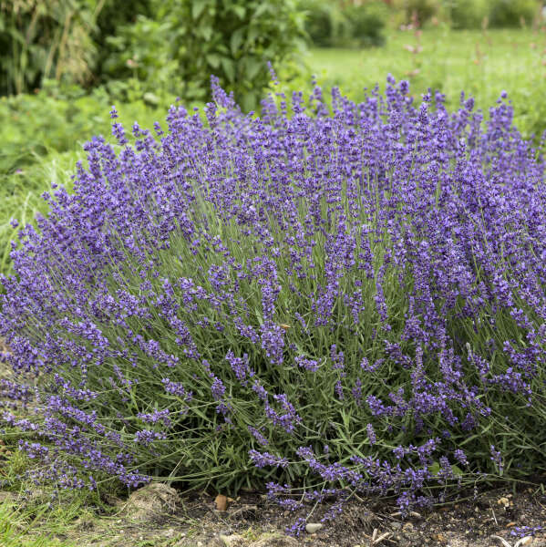 LAVANDULA ANGUSTIFOLIA~IMPERIAL GEM~LAVENDER PLANT LIVE HARDY PERENNIAL HERB