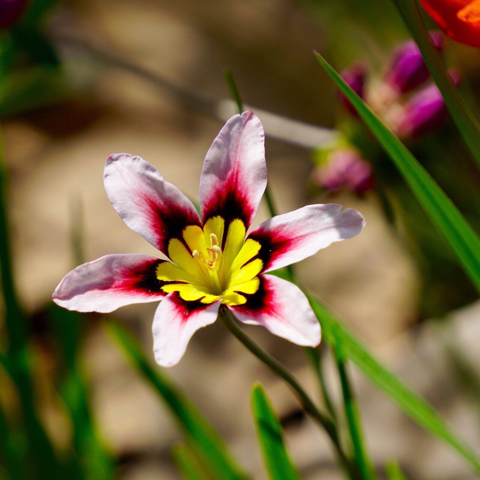 SPARAXIS 'TRICOLOR'~WAND FLOWER BULBS~RAINBOW MIXTURE OF COLORS~HARLEQUIN FLOWER