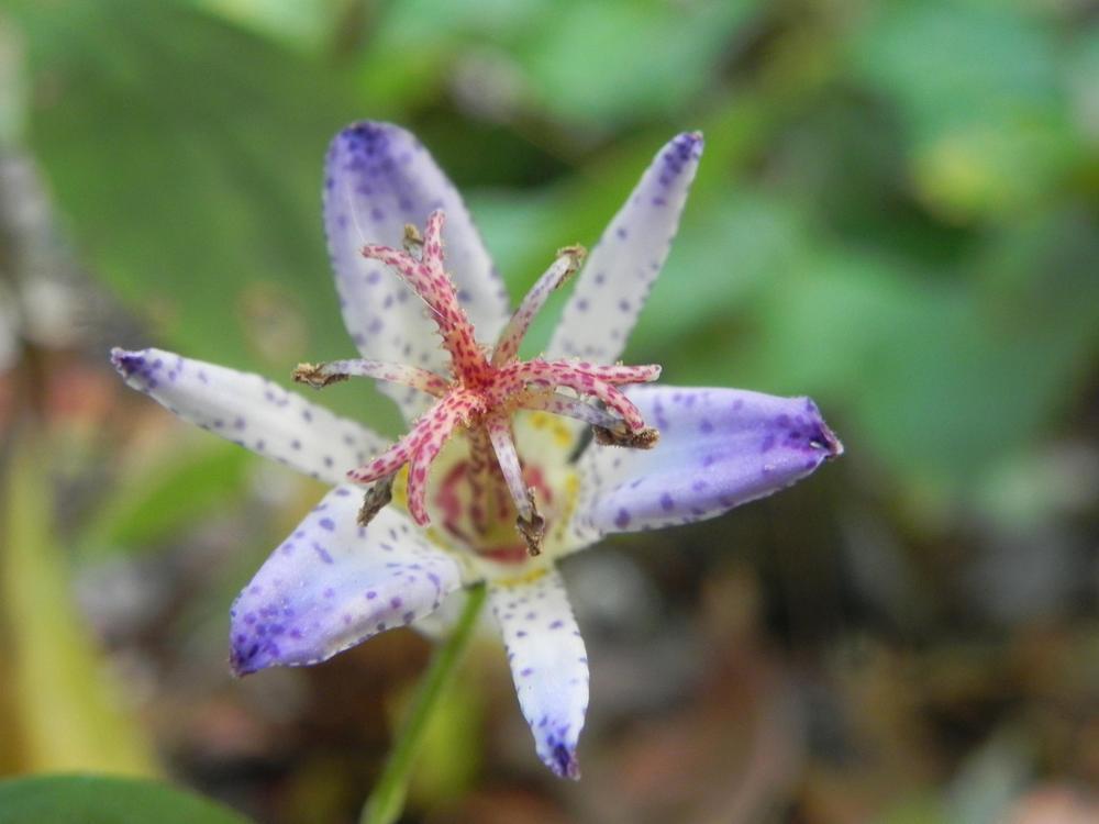 TRICYRTIS FORMOSANA 'SEIRYU' UNIQUE PERENNIAL SHADE GARDEN PLANT HARDY ZONES:4-9
