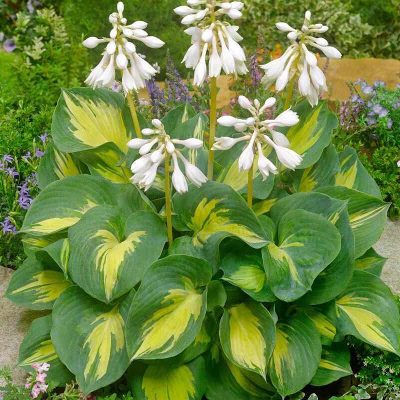 HOSTA~BEACH BOY~PERENNIAL SHADE PLANT TWO-TONE FOLIAGE LAVENDER HUMMINGBIRD LILY