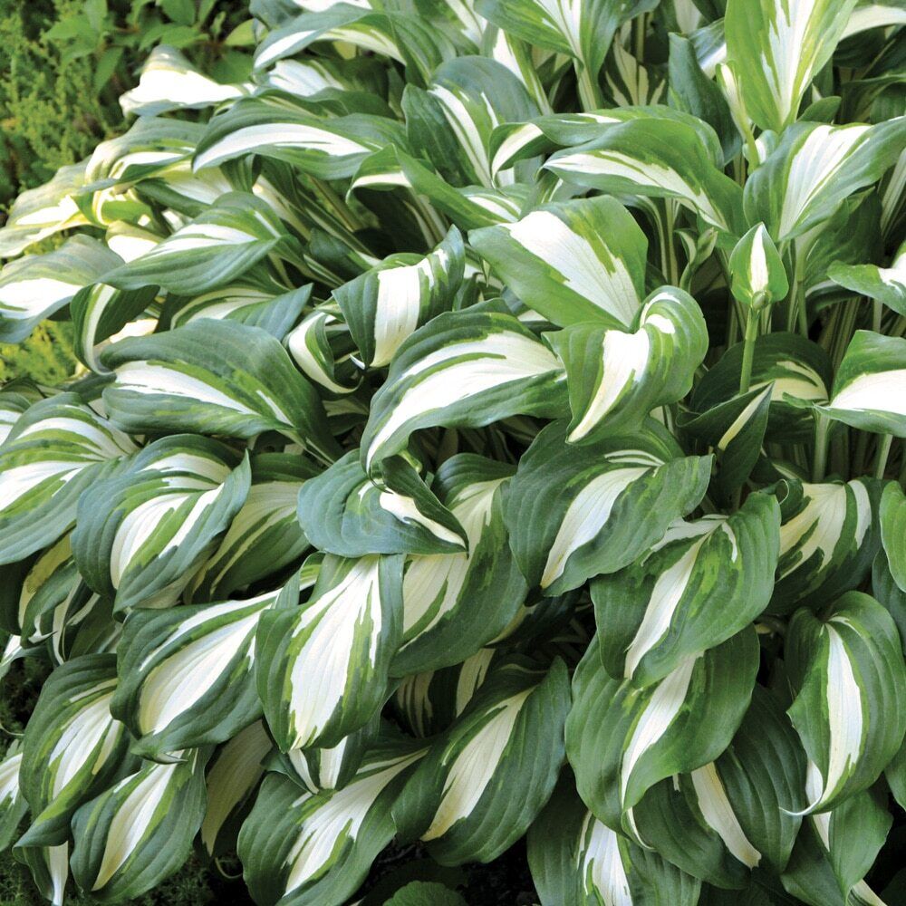 HOSTA 'NIGHT BEFORE CHRISTMAS' HARDY PERENNIAL SHADE PLANT GREEN & WHITE FOLIAGE