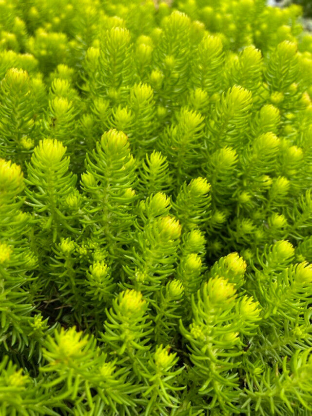 SEDUM SUNSPARKLER~ANGELINA'S TEACUP~STONECROP PLANT SUCCULENT MAT GROUND COVER!!