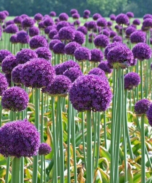 ALLIUM~AMBASSADOR~JUMBO SIZE FLOWER BULBS GIANT ORNAMENTAL ONION HARDY PERENNIAL