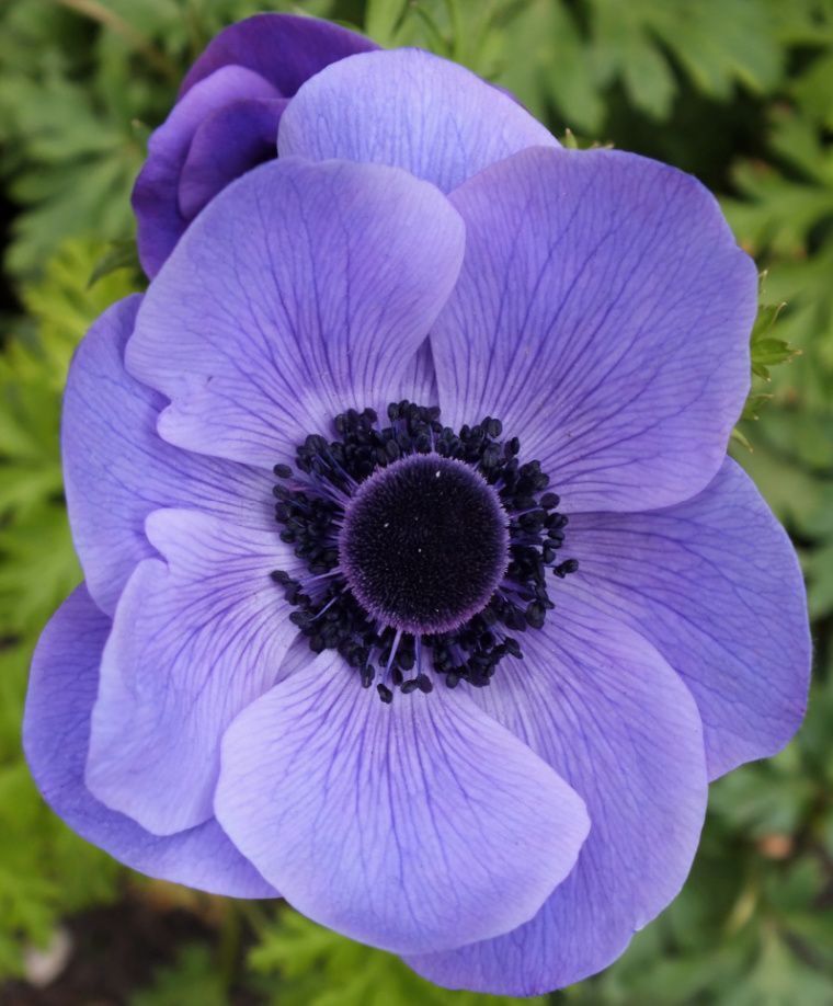 BLUE POPPY ANEMONE FLOWER BULBS EASY TO GROW PERENNIAL PLANTS SPRING BLOOMS!