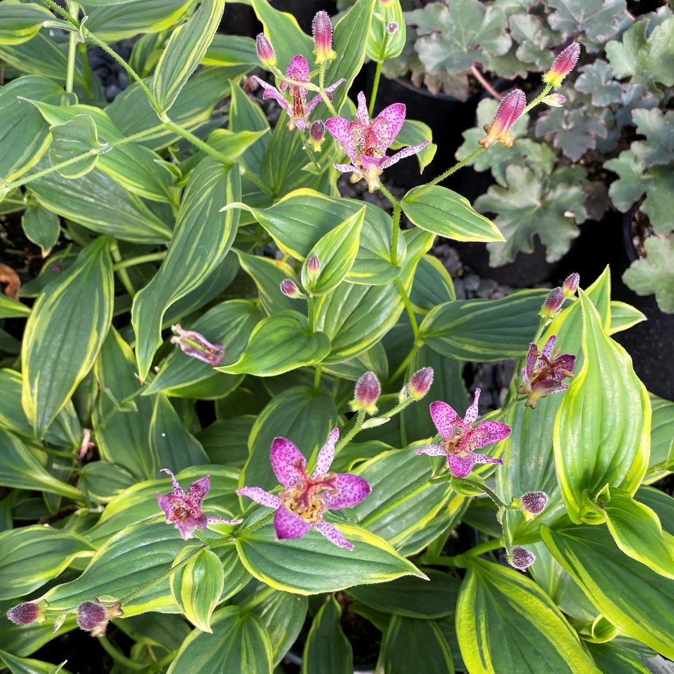 TRICYRTIS FORMOSANA~SAMURAI~UNUSUAL PERENNIAL SHADE GARDEN PLANT HARDY ZONES:4-9