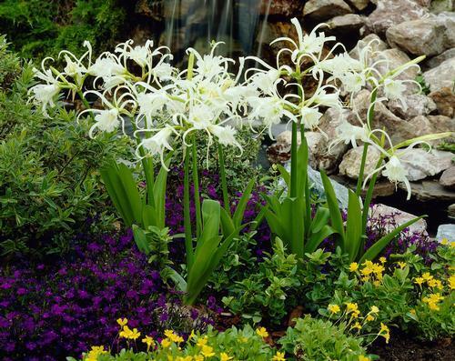 HYMENOCALLIS SPIDER LILY~FLOWER BULB~PERUVIAN DAFFODIL FRAGRANT BLOOMS 16/18cm!