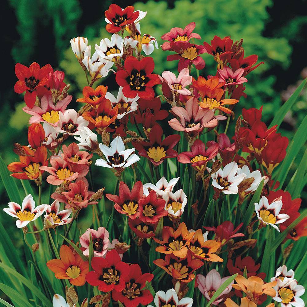 SPARAXIS 'TRICOLOR'~WAND FLOWER BULBS~RAINBOW MIXTURE OF COLORS~HARLEQUIN FLOWER