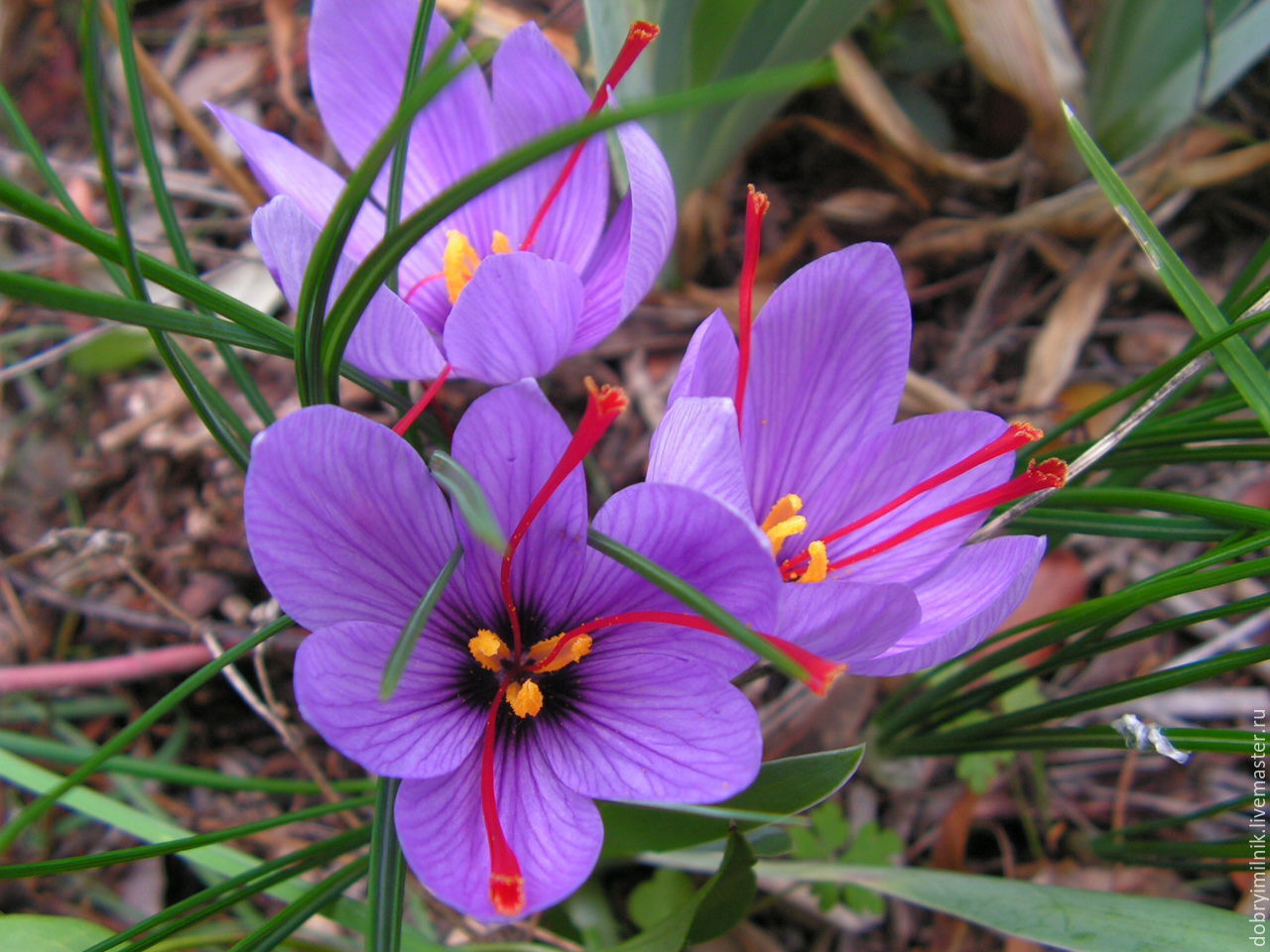 Crocus sativus flower bulbs SAFFRON CROCUS Grow your own King's Spice Fall Bloom