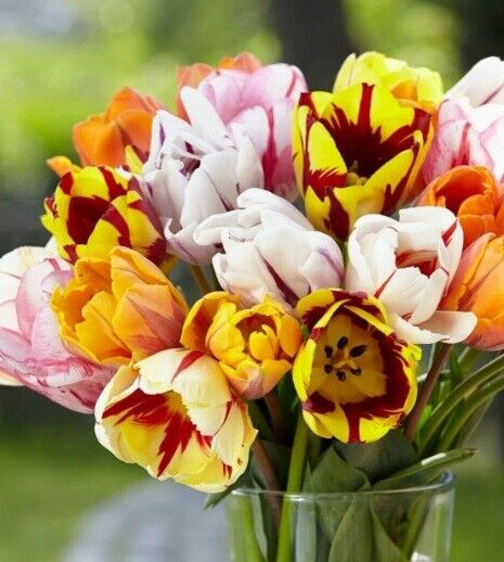 REMBRANDT MIX~TULIP BULBS~HARDY PERENNIAL PLANTS PLANT NOW FOR SPRING FLOWERS!!!