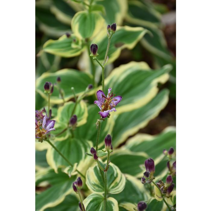 TRICYRTIS FORMOSANA~SAMURAI~UNUSUAL PERENNIAL SHADE GARDEN PLANT HARDY ZONES:4-9