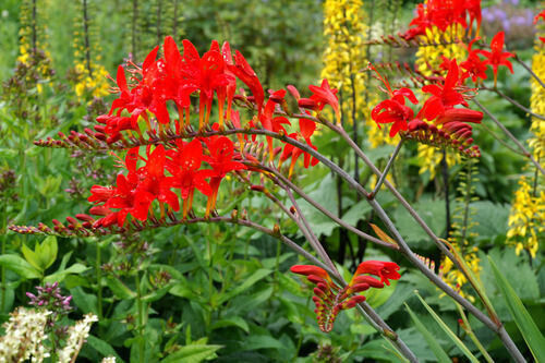 CROCOSMIA~LUCIFER~FLOWER BULBS~HARDY PERENNIAL~ATTRACT HUMMINGBIRDS~SUMMER BLOOM
