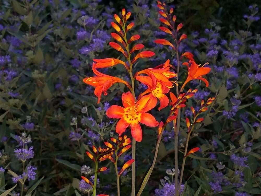 PICK YOUR DRAGON FLOWER - Choose From (7) Different Types of Crocosmia Bulbs!!!