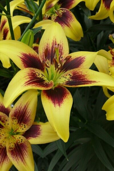 YELLOW & BLACK LILY~LIONHEART~FLOWER BULBS 4 FT TALL PERENNIAL LIVE PLANT FEEDER