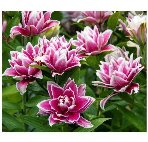 SAMANTHA ROSE LILY FLOWER BULBS HARDY 2 FT. TALL FRAGRANT BLOOMS DOUBLE ORIENTAL