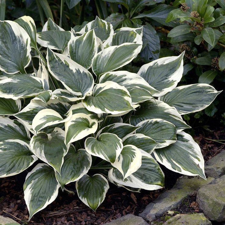 HOSTA 'MINUTEMAN' HARDY PERENNIAL SHADE PLANT - THE BEST GREEN & WHITE FOLIAGE!!