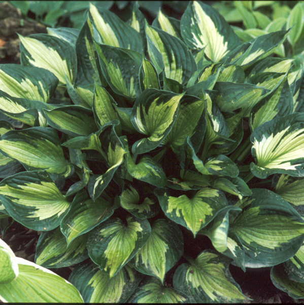 HOSTA~WHIRLWIND~PERENNIAL SHADE PLANT LAVENDER HUMMINGBIRD LILY VARIEGATED LEAF!