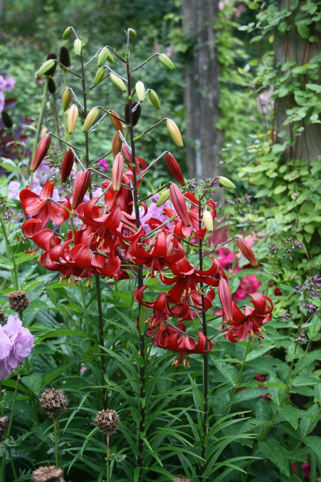 RED VELVET HUMMINGBIRD LILY FLOWER BULBS 4-5 FT TALL PERENNIAL LIVE PLANT FEEDER