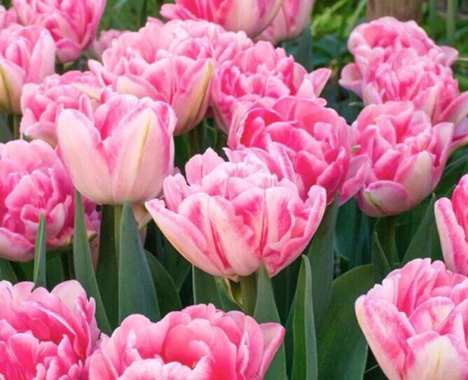 FOXTROT~DOUBLE PEONY TULIP~PERENNIAL FLOWER BULBS PLANT NOW FOR SPRING BLOOMS!!!