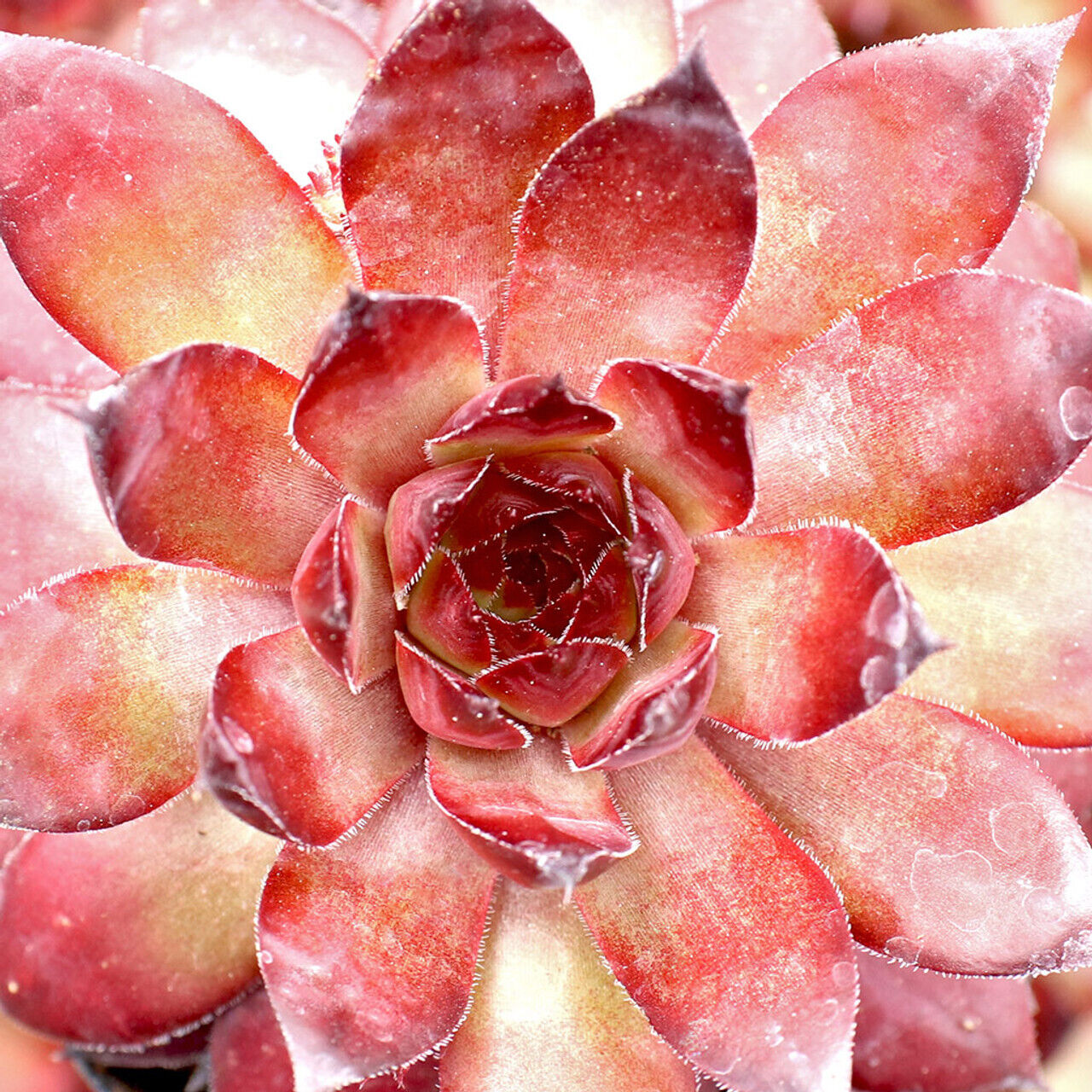 SEMPERVIVUM~BRONCO~HENS AND CHICKS HARDY PERENNIAL SUCCULENT ROCK GARDEN PLANTS!