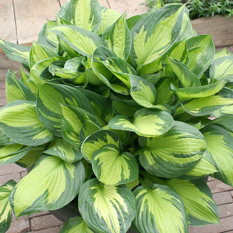 HOSTA~BEACH BOY~PERENNIAL SHADE PLANT TWO-TONE FOLIAGE LAVENDER HUMMINGBIRD LILY