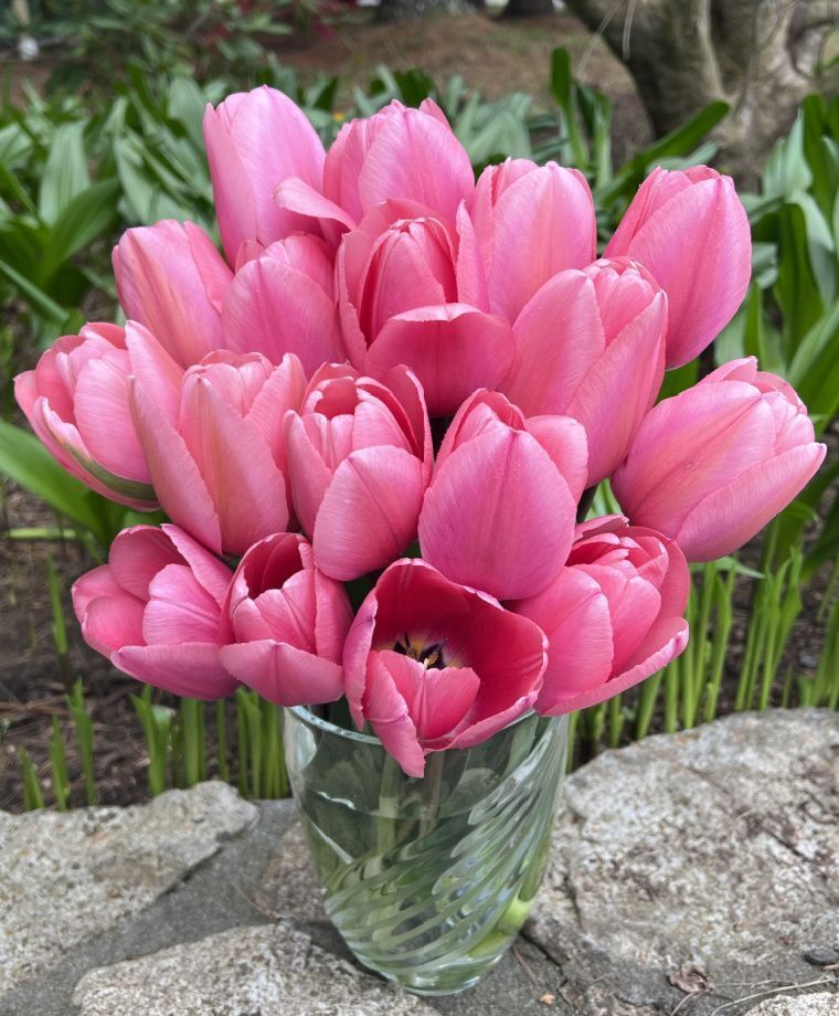 TULIP~BIG LOVE~FLOWER BULBS~GIANT DARWIN HYBRID~STUNNING DUSKY PINK SPRING BLOOM
