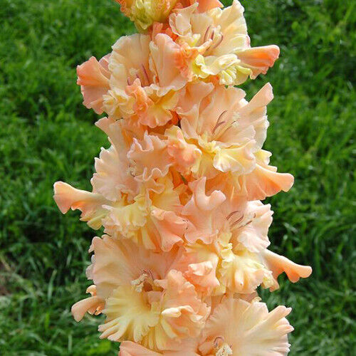 SWORD LILY~THE GREAT QUEEN ELIZABETH~FLOWER BULBS~FANCY PARROT GLADIOLUS~50"TALL