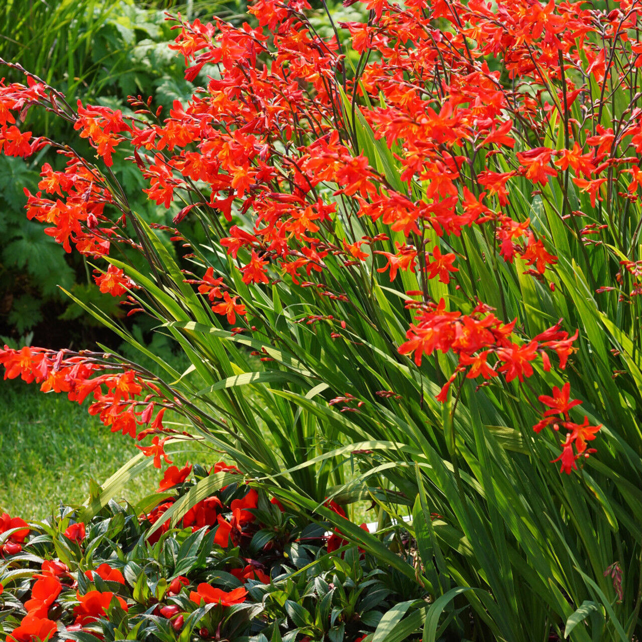 PICK YOUR DRAGON FLOWER - Choose From (7) Different Types of Crocosmia Bulbs!!!