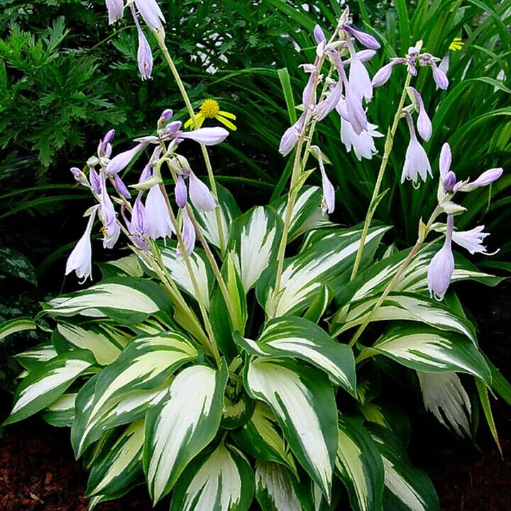 HOSTA 'NIGHT BEFORE CHRISTMAS' HARDY PERENNIAL SHADE PLANT GREEN & WHITE FOLIAGE