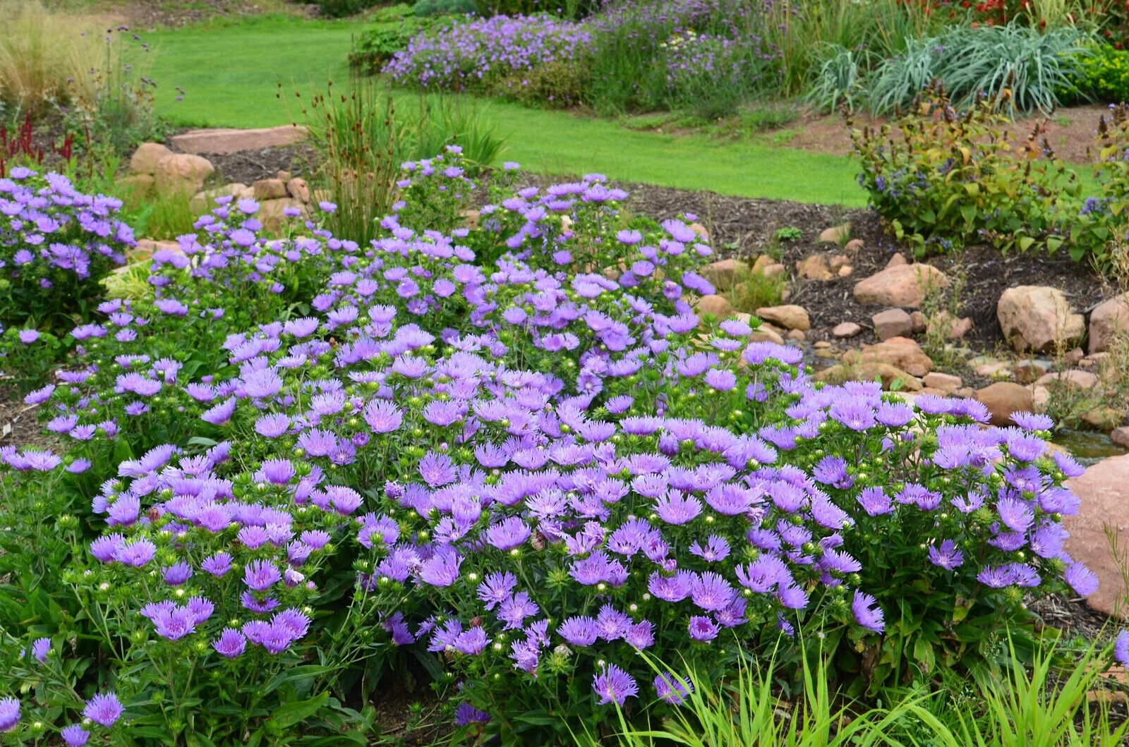 STOKESIA LAEVIS~MEL'S BLUE~STOKES' ASTER~LIVE PLANT~HARDY PERENNIAL~